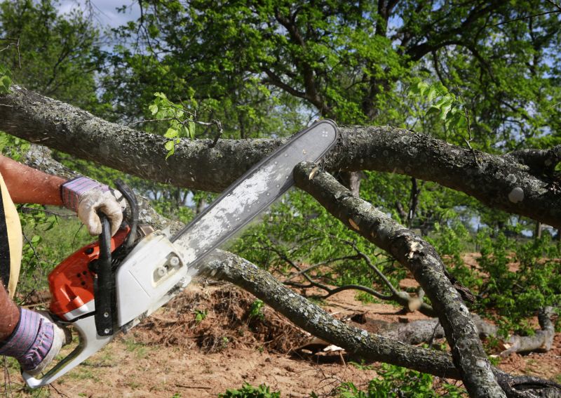 Birch Tree Removal in Allentown, PA