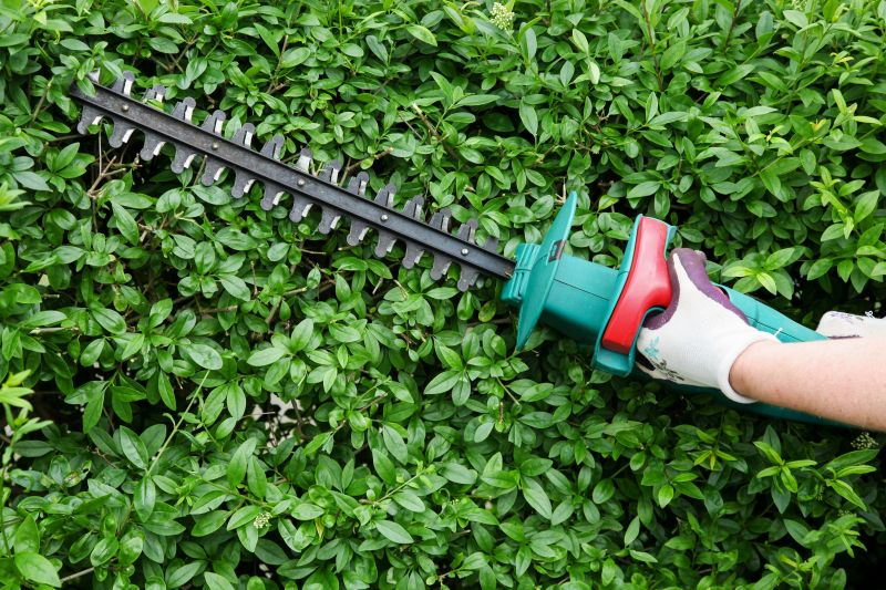 Evergreen Hedge Trimming in Ventura County, CA