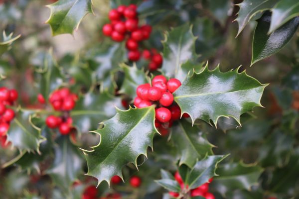 Holly Evergreen Removal