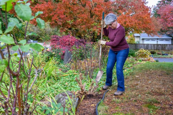 Dead Bush Removal